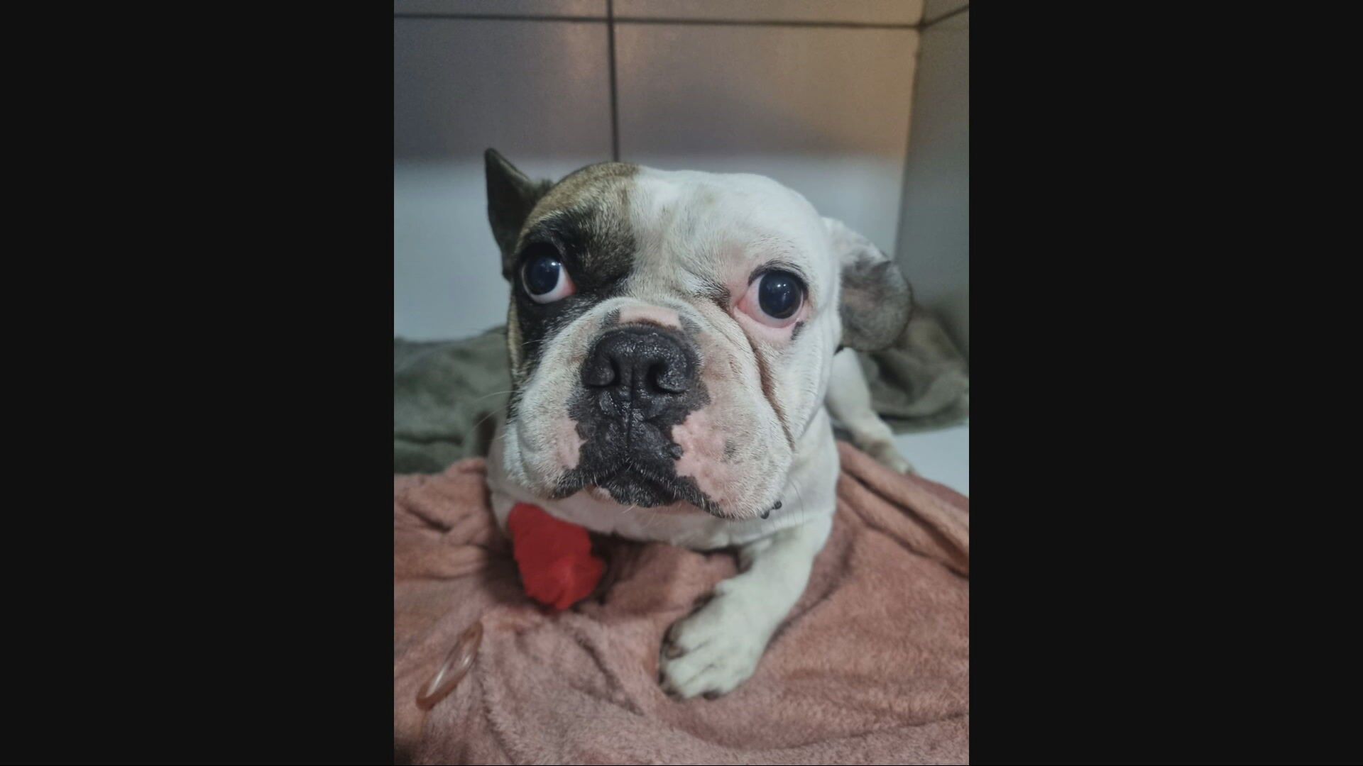 Cachorro baleado por PM em BH: tutor presta depoimento à polícia
