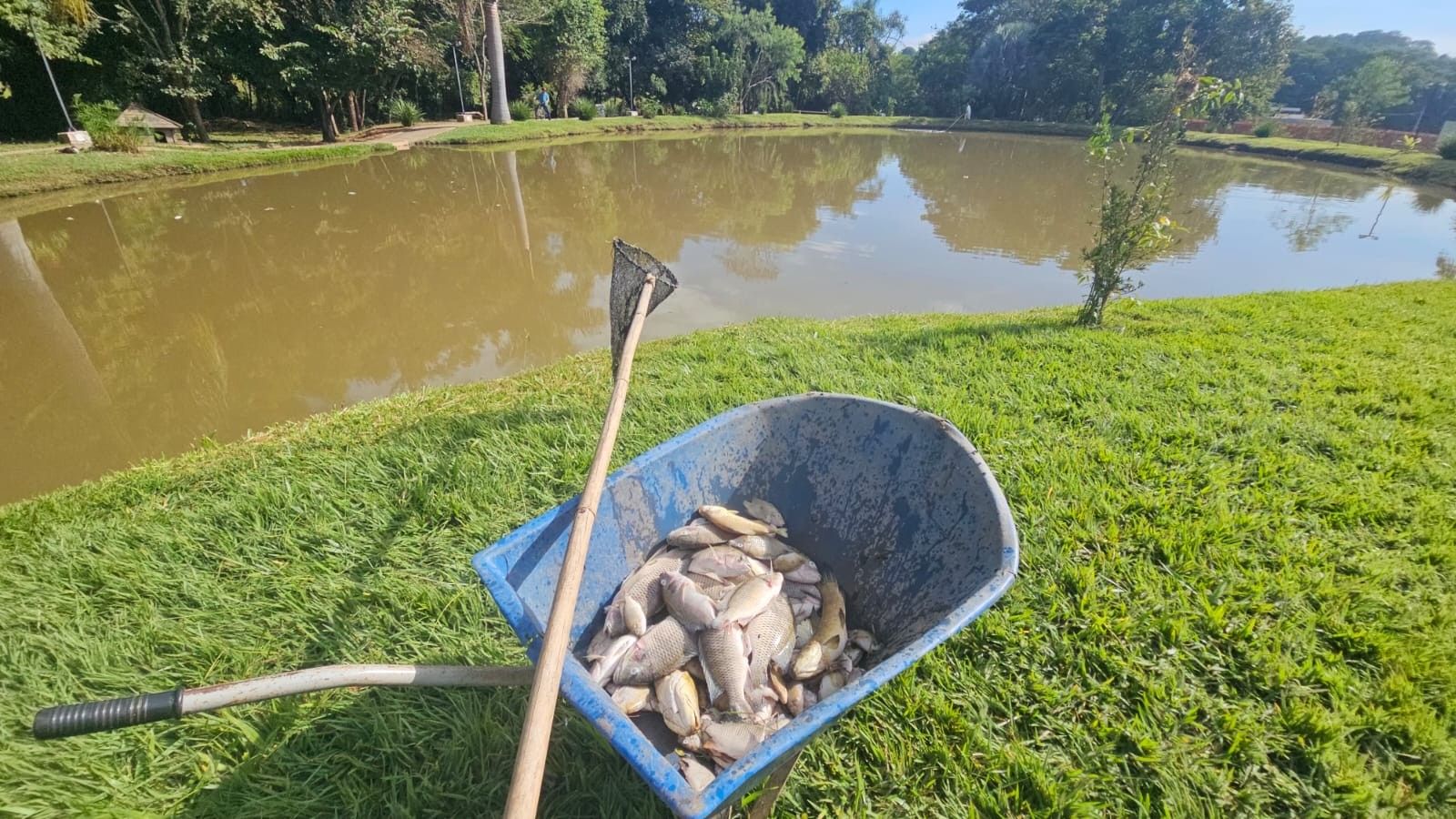 Morte de peixes em duas lagoas de São Gonçalo do Pará é investigada